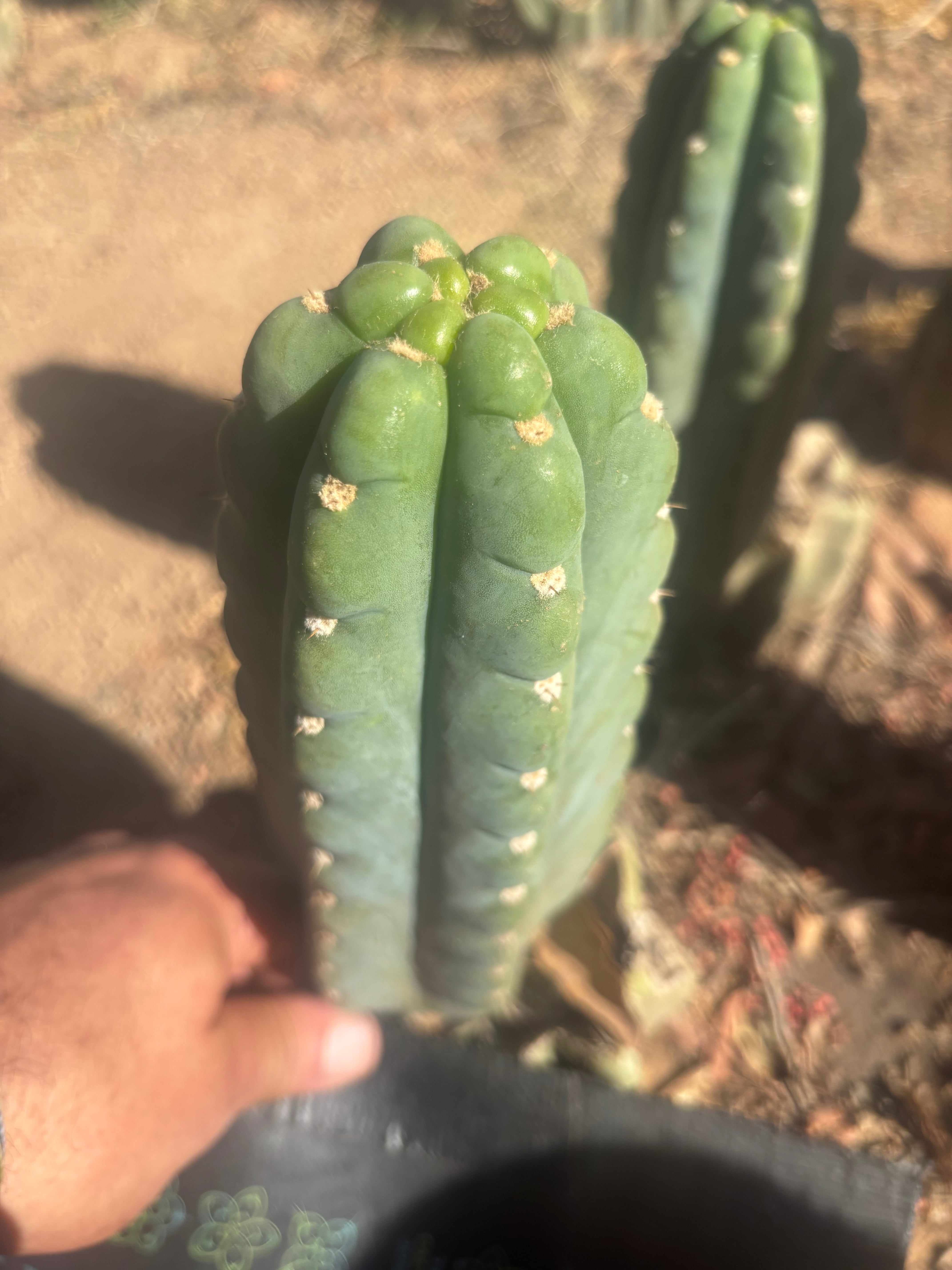 👑🌶️  Ichoca — Flawless 8” Pup