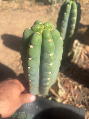 👑🌶️  Ichoca — Flawless 8” Pup