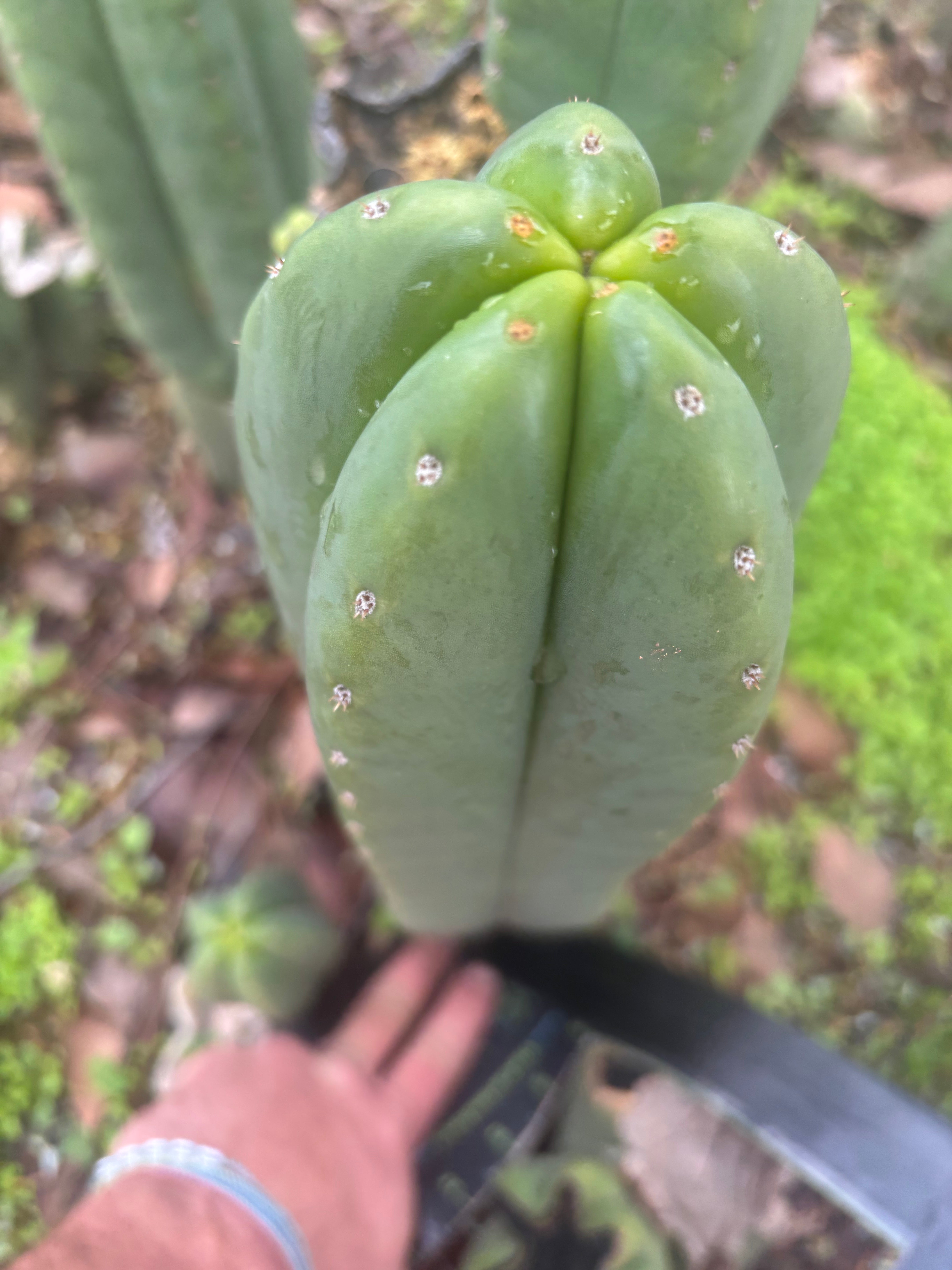 👑🌶️ Scop A — XXL 15” Pup