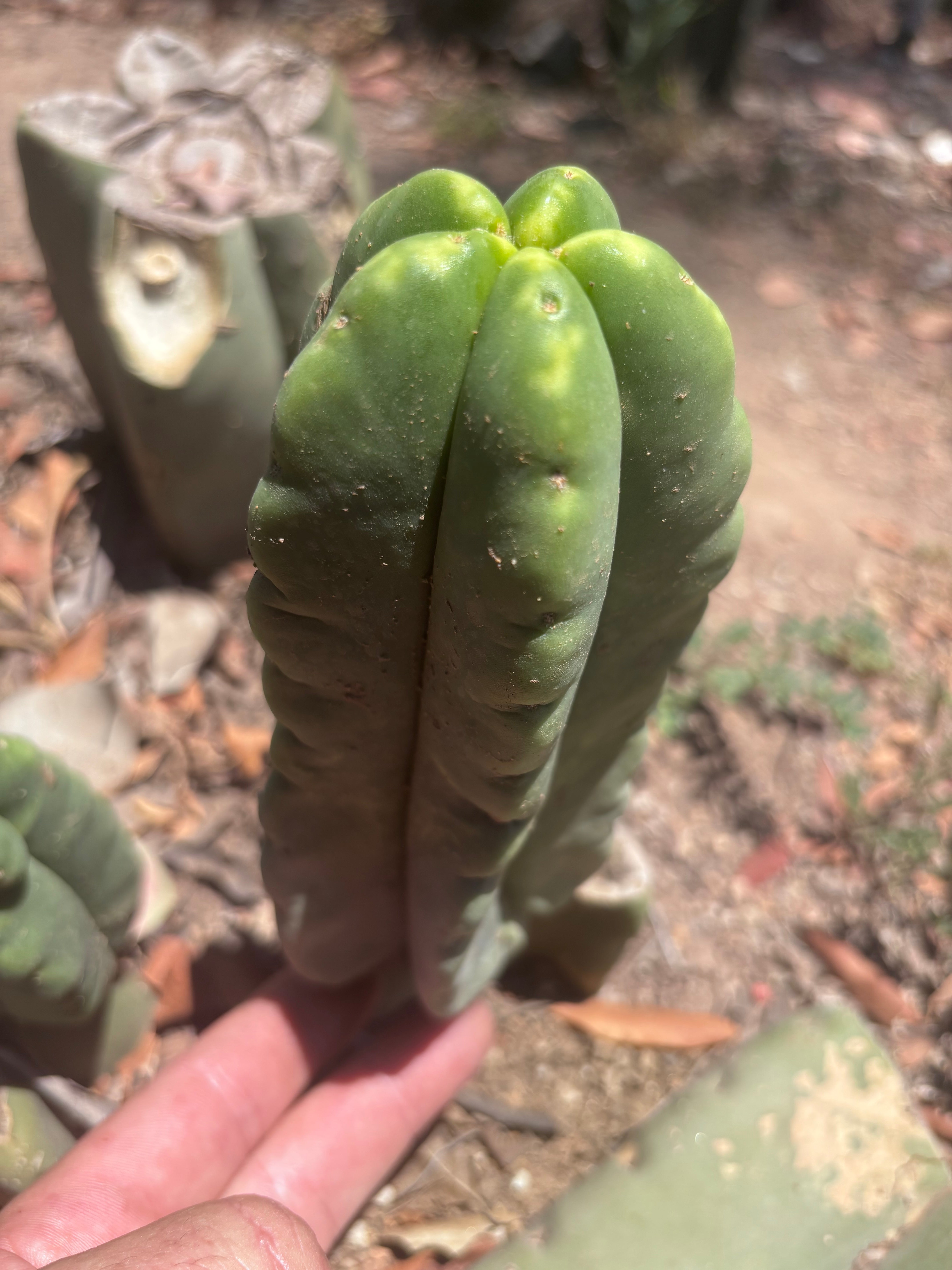 💎👑💎🌶️ Ferah! — 5.5” Pup