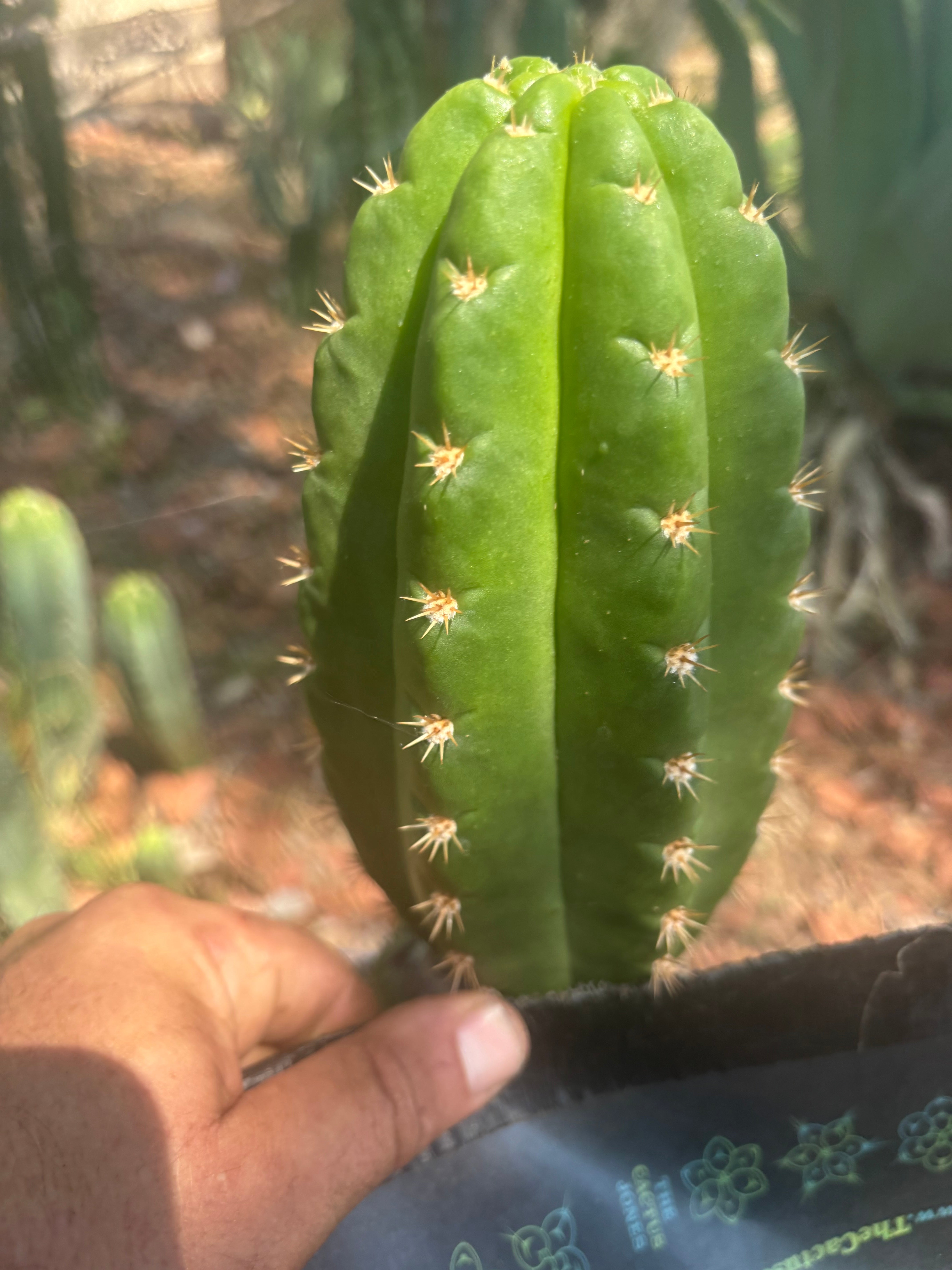 💎👑💎🌶️ CareBear — 6.5” Tip