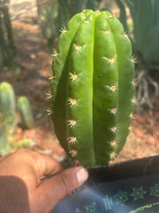 💎👑💎🌶️ CareBear — 6.5” Tip