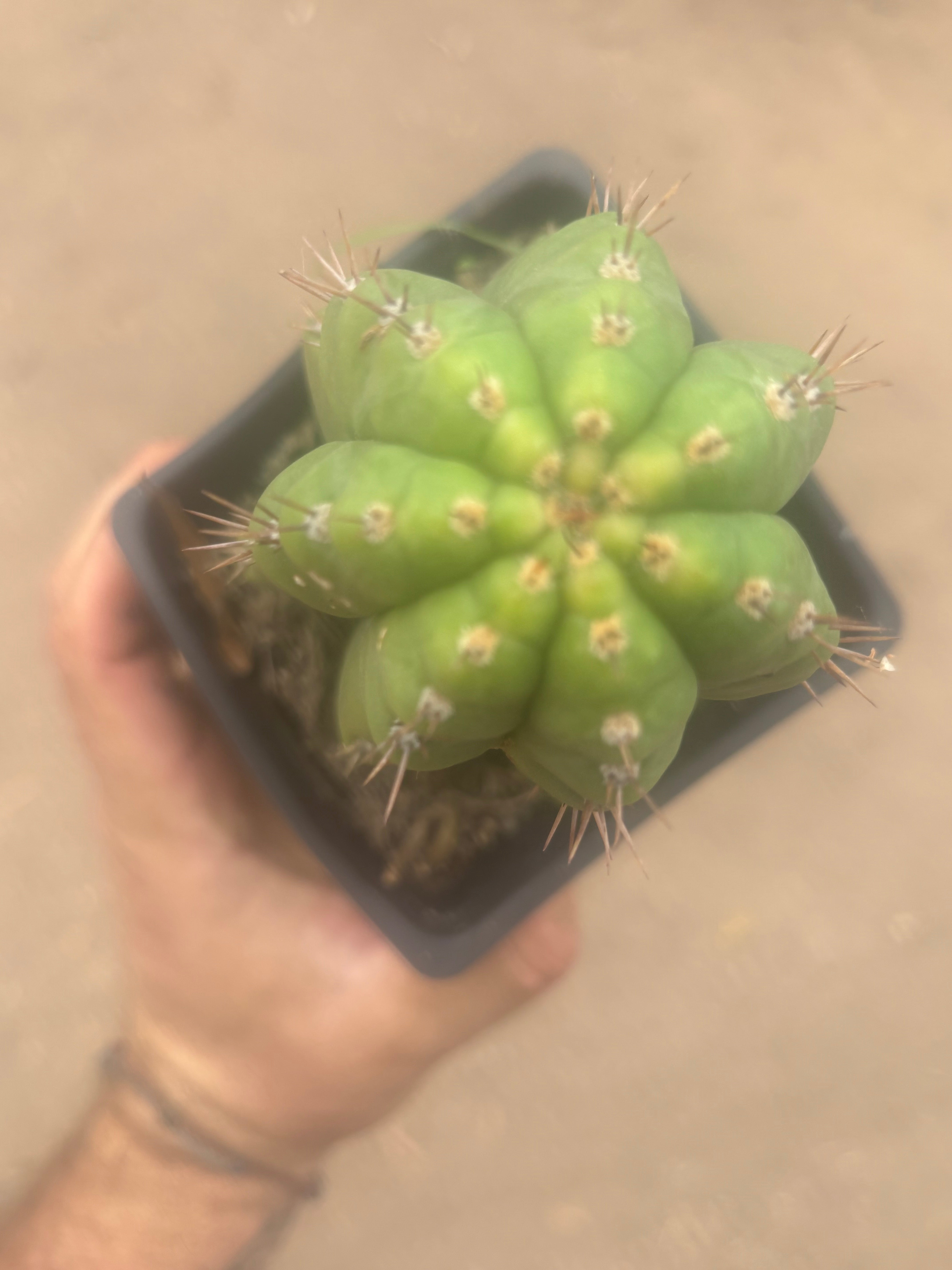 💎👑💎 Parque de Leyendes —BK08611.4 Clone A —  “Work of Art” Tip Graft on Rooted Stock