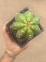 💎👑💎 Parque de Leyendes —BK08611.4 Clone A —  “Work of Art” Tip Graft on Rooted Stock