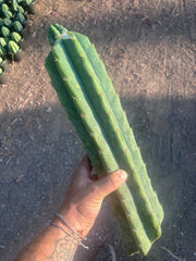 💎👑💎 Havran — Graft on Massive XL Stock