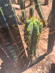 👑🌶️🌶️ Dulzura — 10” Tips (Restocked)