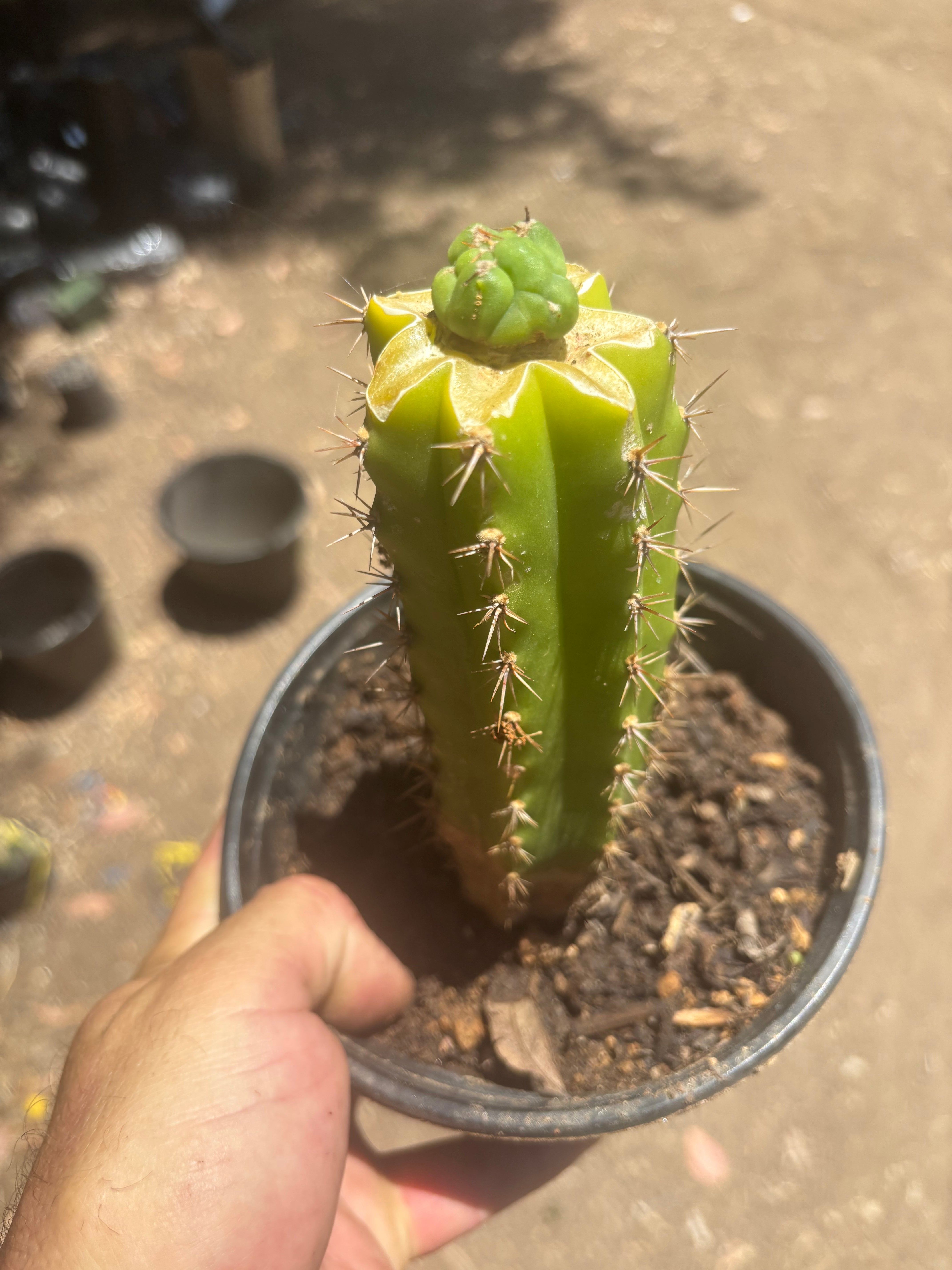👑💎 Bruce’s Dragon — Pup Graft On Seed Grown Rooted Stock