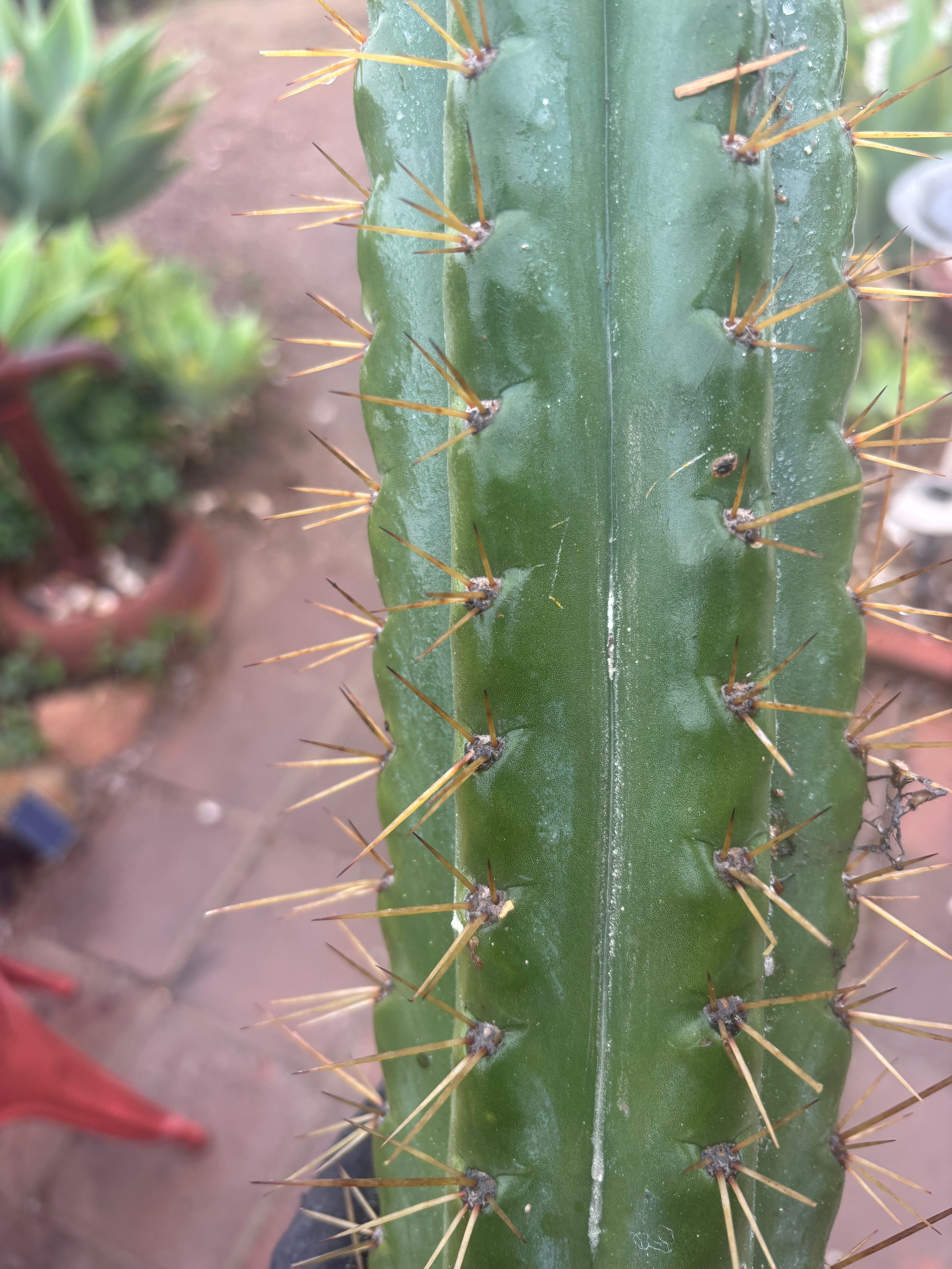 🌶️ SS02 x Kimura’s Spiny Giant   — 14” Tip