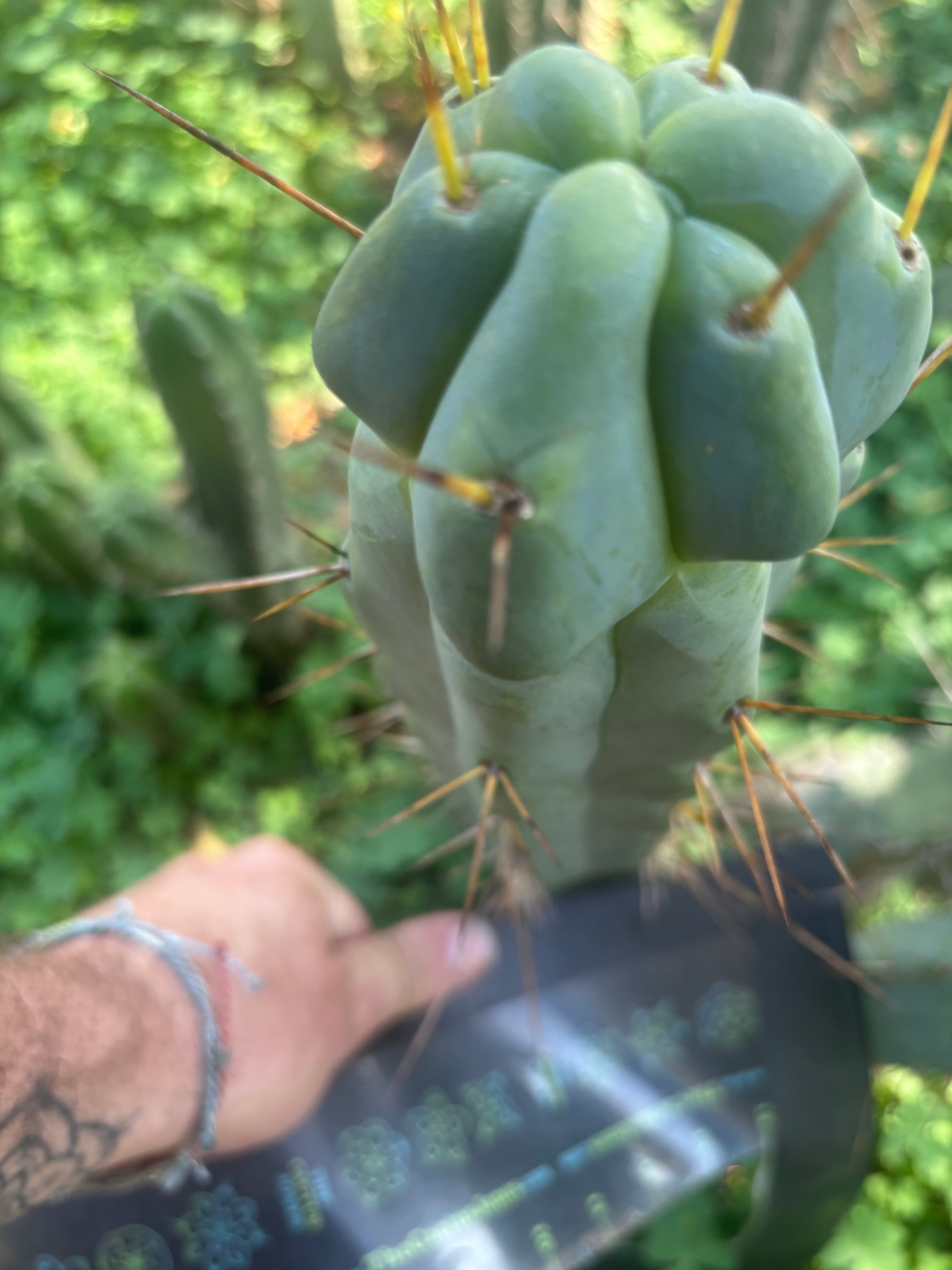 💎🌶️ Sina x SS02  — Thick Melty 10” Tip