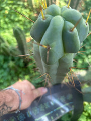 💎🌶️ Sina x SS02  — Thick Melty 10” Tip