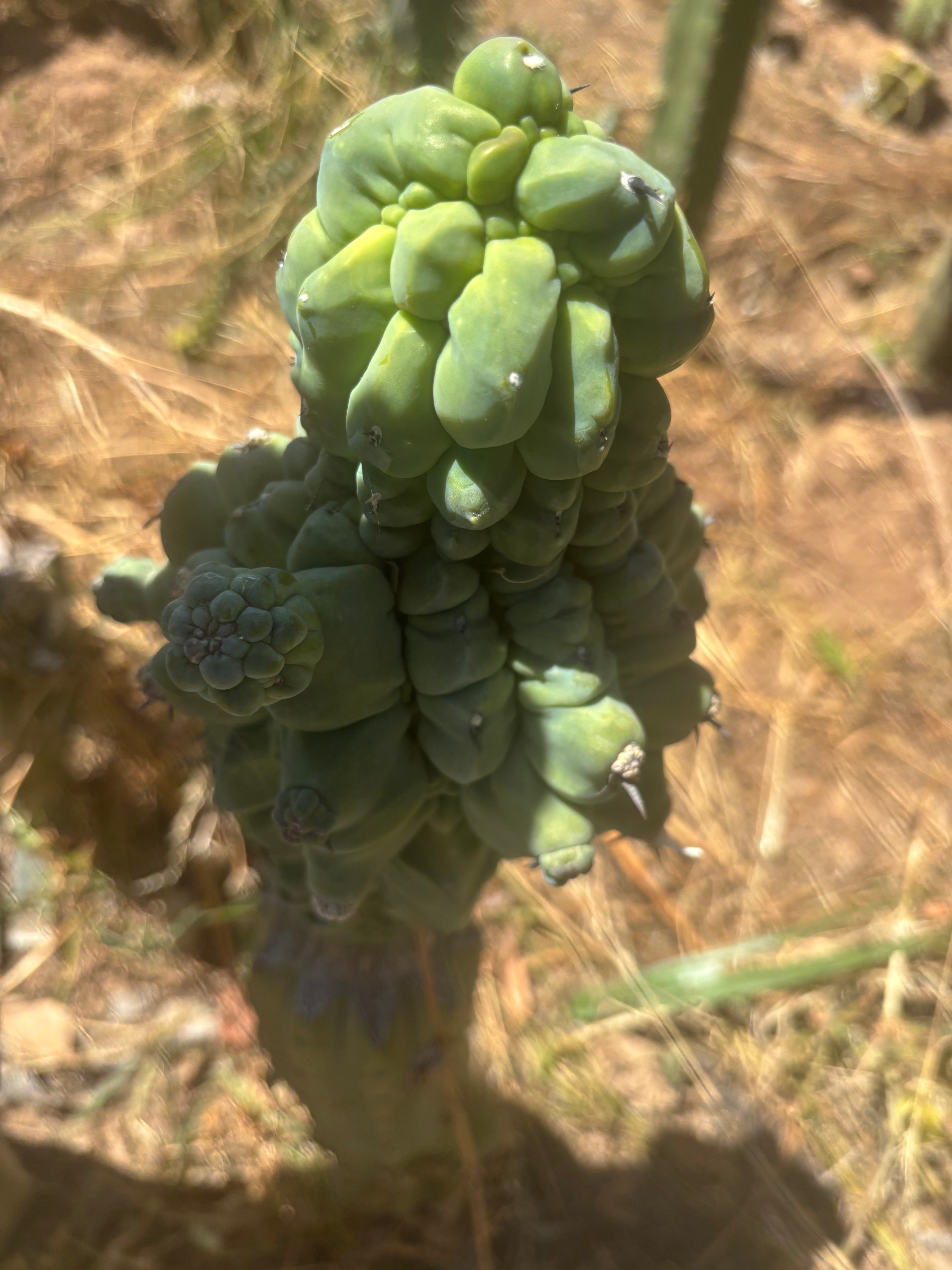 👑💎 Glorp — FAT XXL Graft