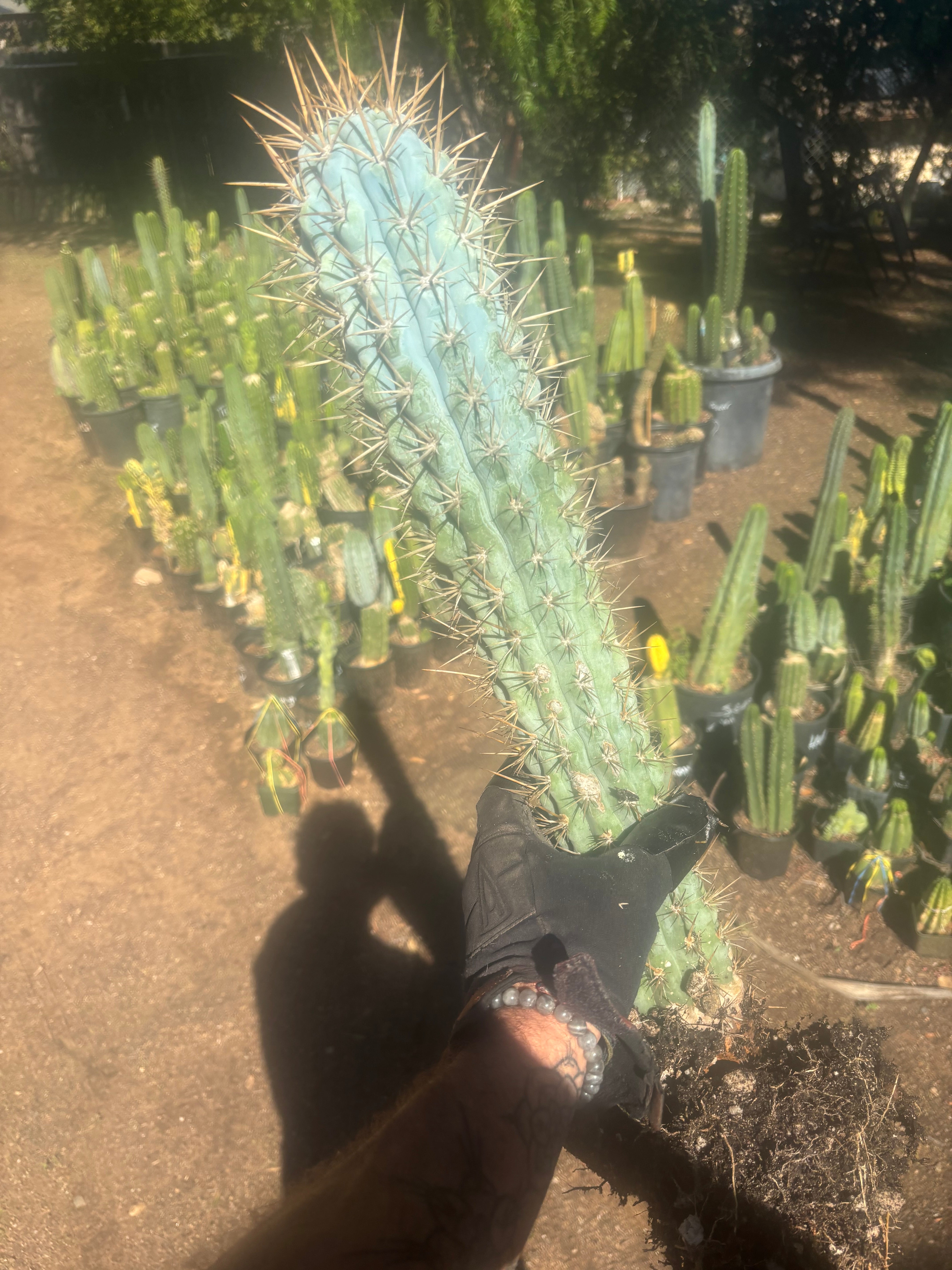 💎 Browningia Hertlingiana — BIG Heavy Rooted 24”