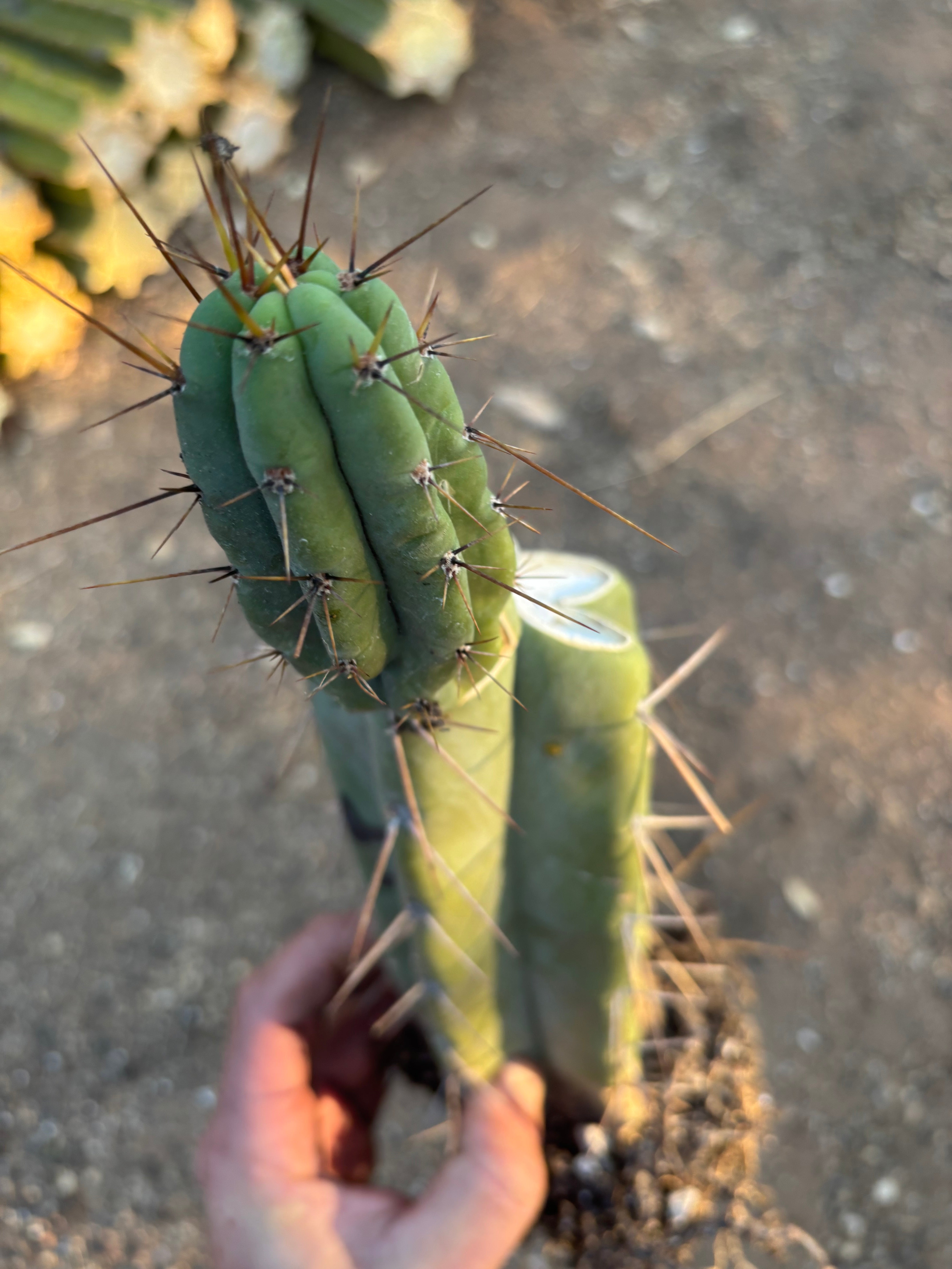 👑🌶️ Lumberjack— Rooted Mid w/Pup