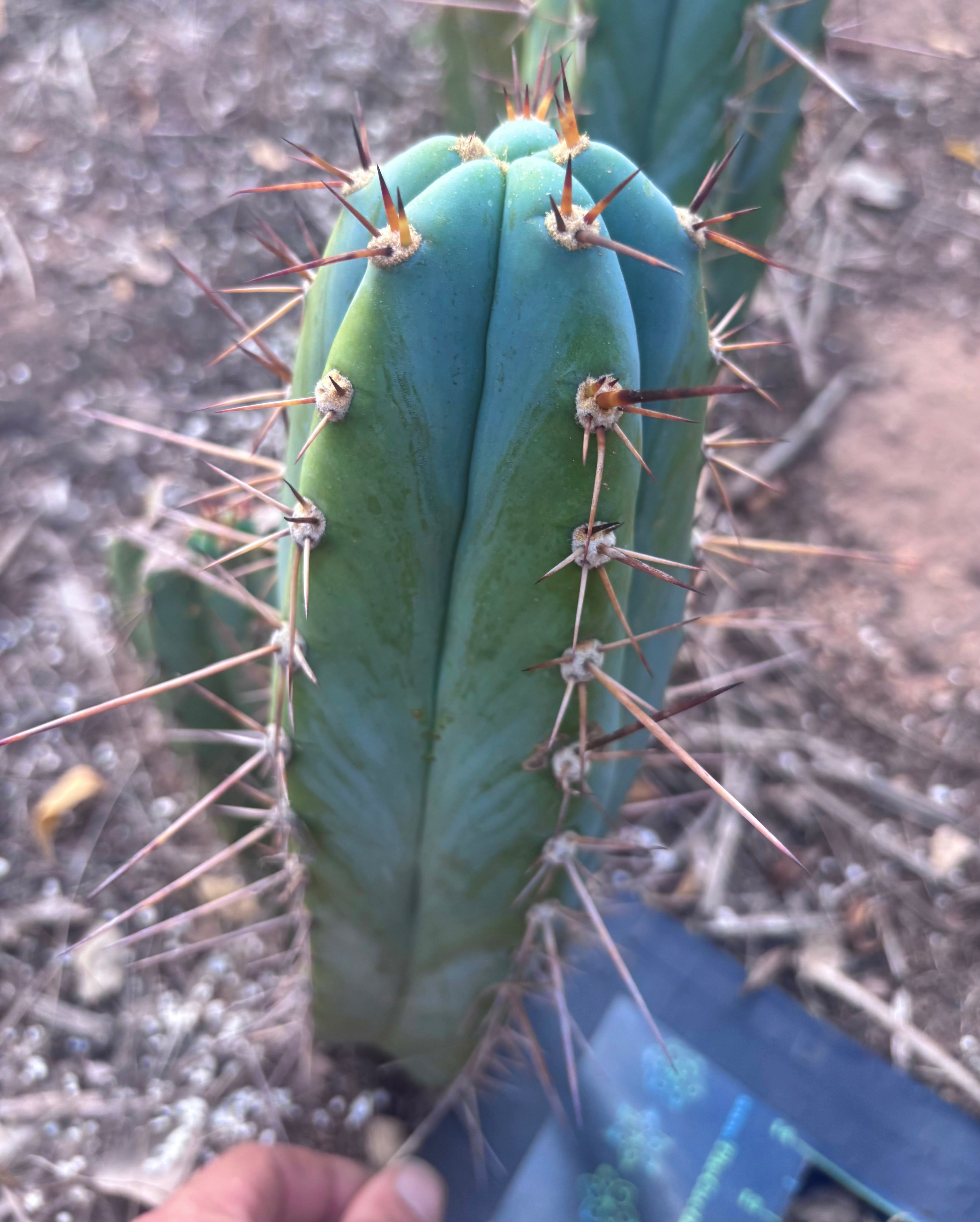 💎👑 Rosei 2 — 12” Pup