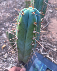 💎👑 Rosei 2 — 12” Pup