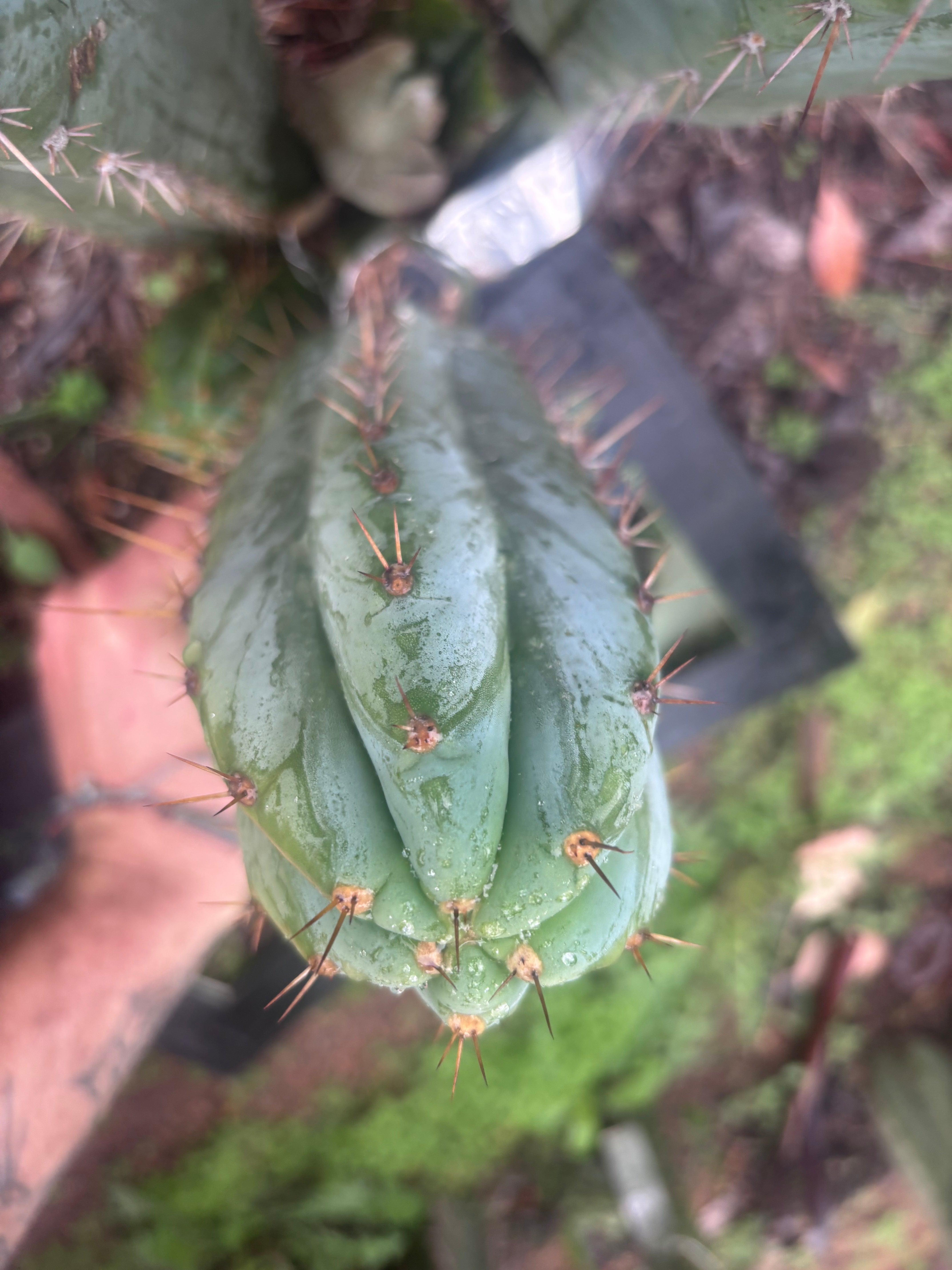 👑🌶️ Kimnach — Beefy 10” Tip