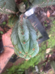 👑🌶️ Kimnach — Beefy 10” Tip