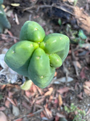 💎👑💎🌶️ Ferah — Chonky Fourwang Chub Muffin