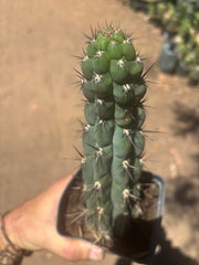 👑 Chala — Rooted 9” Tip