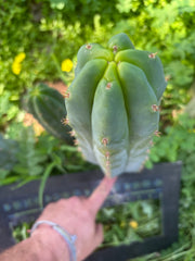 🌶️🌶️ NoidTwo — XL 13” Pup