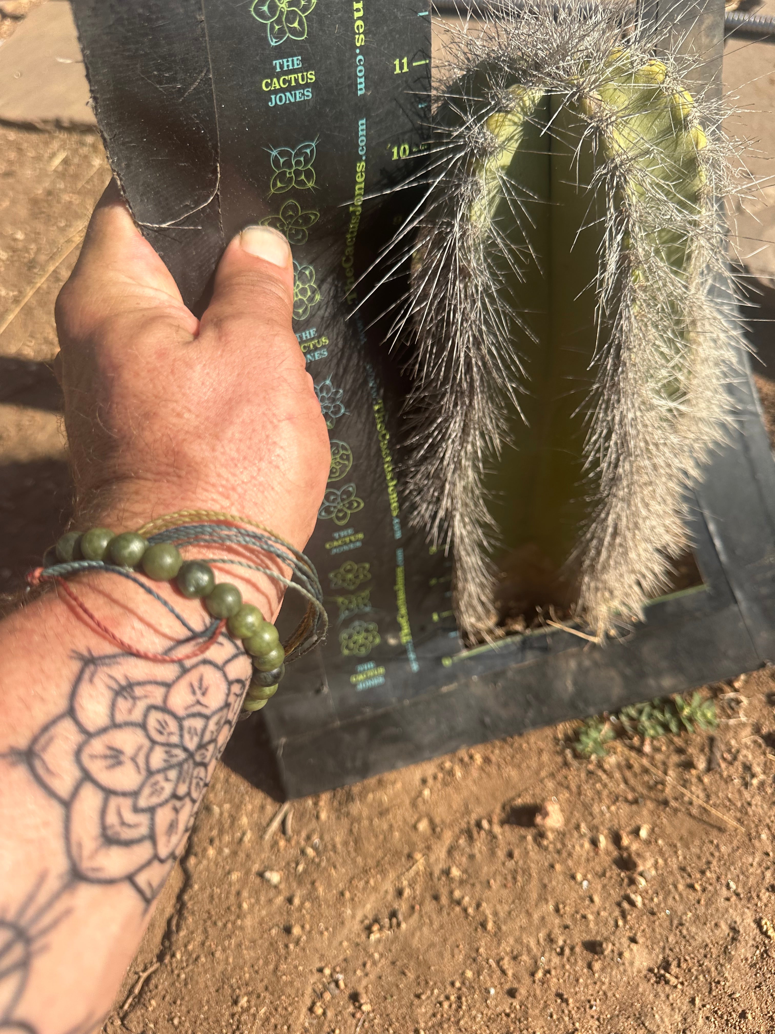 👑 Wooly Rhino — Rooted 11” Whole Plant