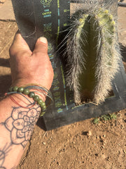 👑 Wooly Rhino — Rooted 11” Whole Plant