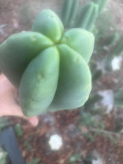 💎👑🌶️ Ferah — FAT 10” Tip