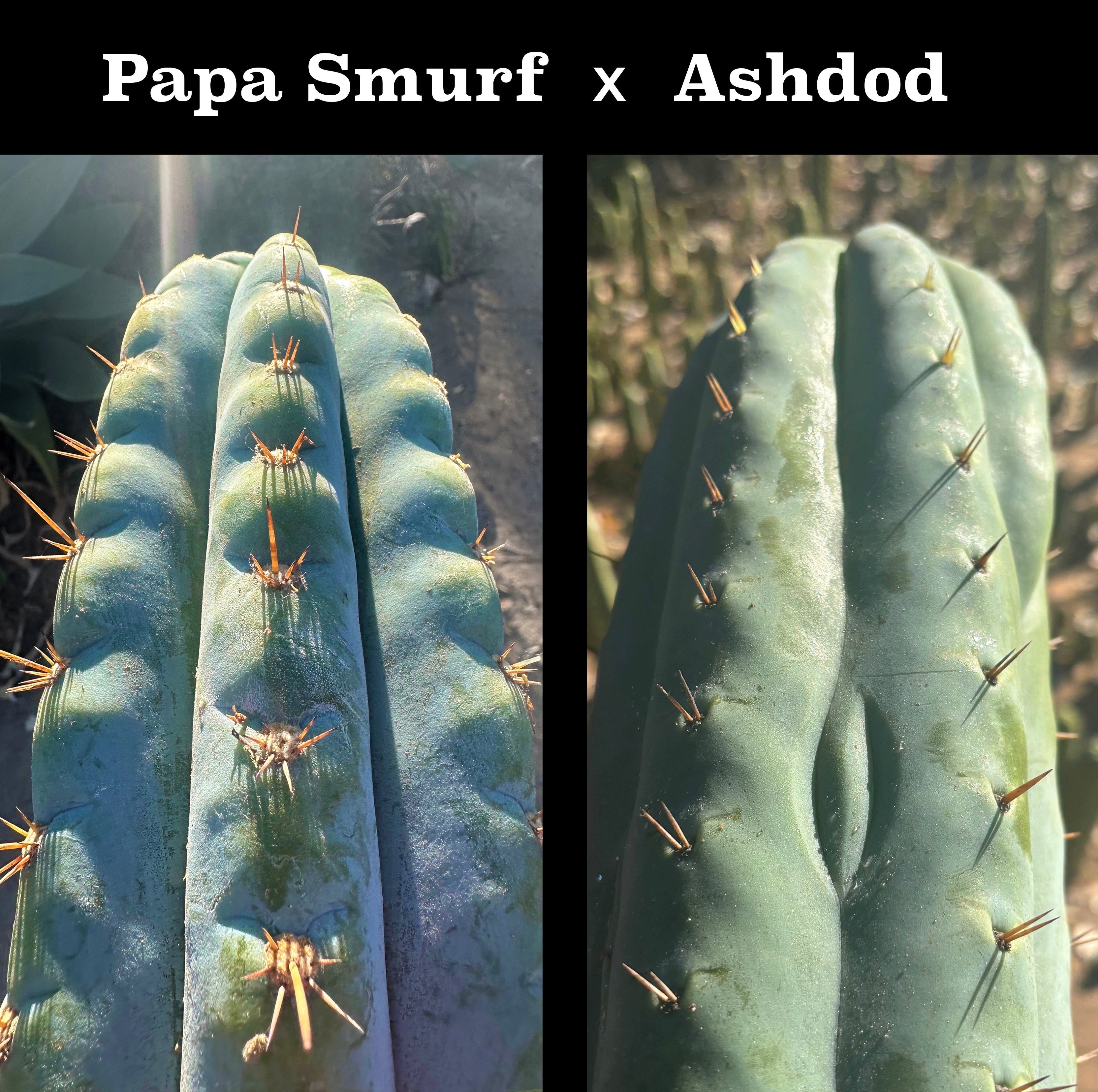 FREE ADD-ON —  👑💎Papa Smurf x Ashdod💎👑 — 50 Seeds