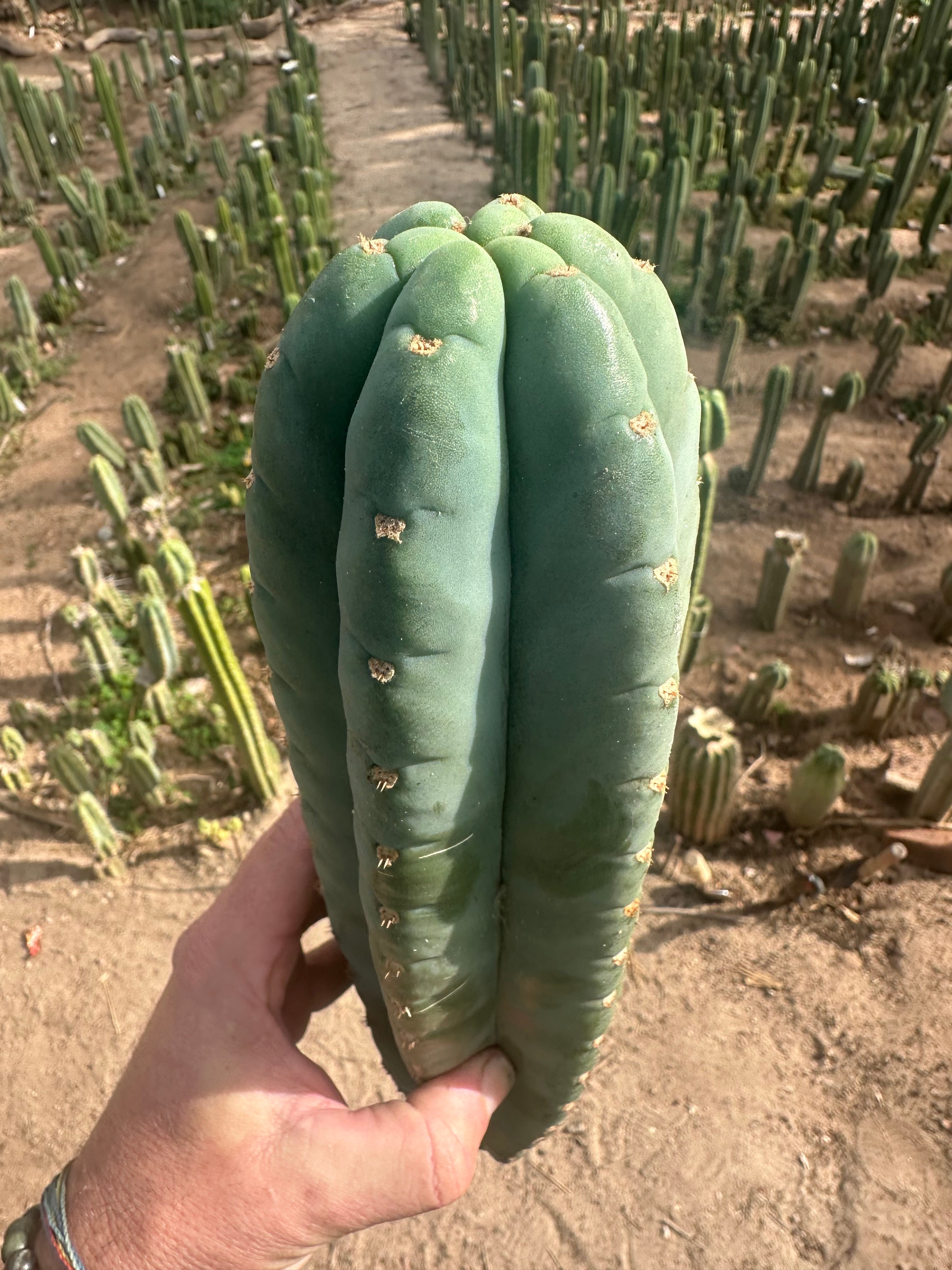 💎👑🌶️ Pierre — XL 15” Pup