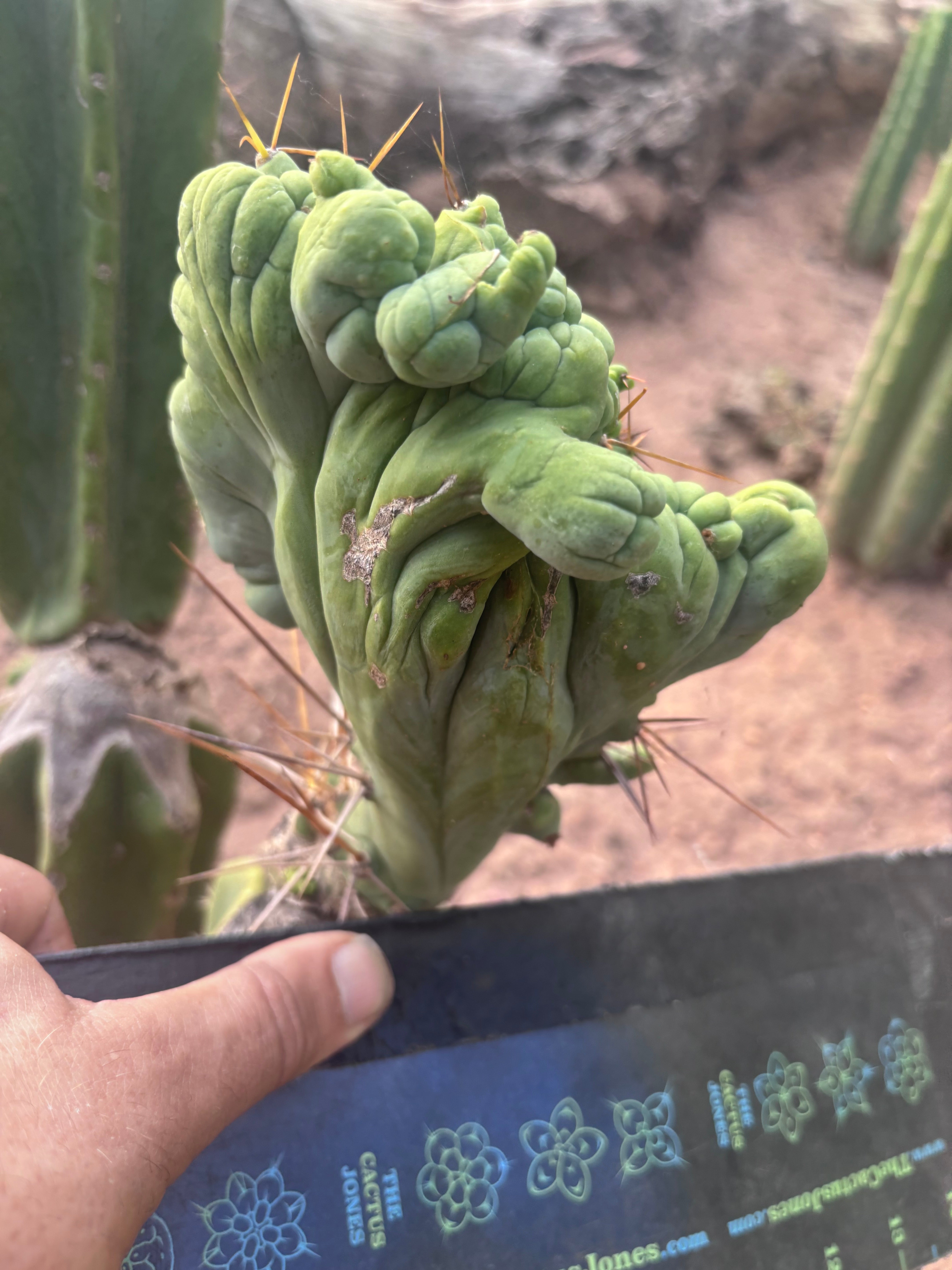 👑💎🌶️🌶️ TBMC — 6” x 7” Crest