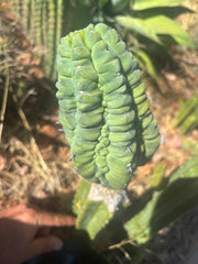 👑💎 Glorp — Another Fat XL Graft