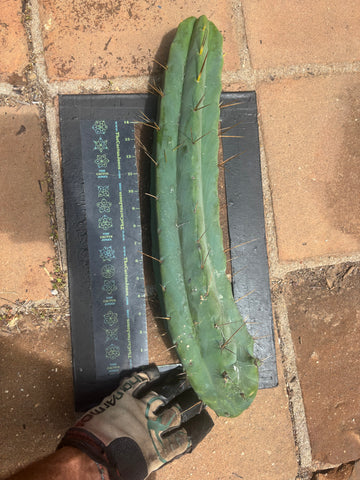 👑💎🌶️🌶️ Eileen — 17” Mega Tip!