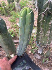 👑🌶️🌶️  Another Jiimz Twin 12” Pup