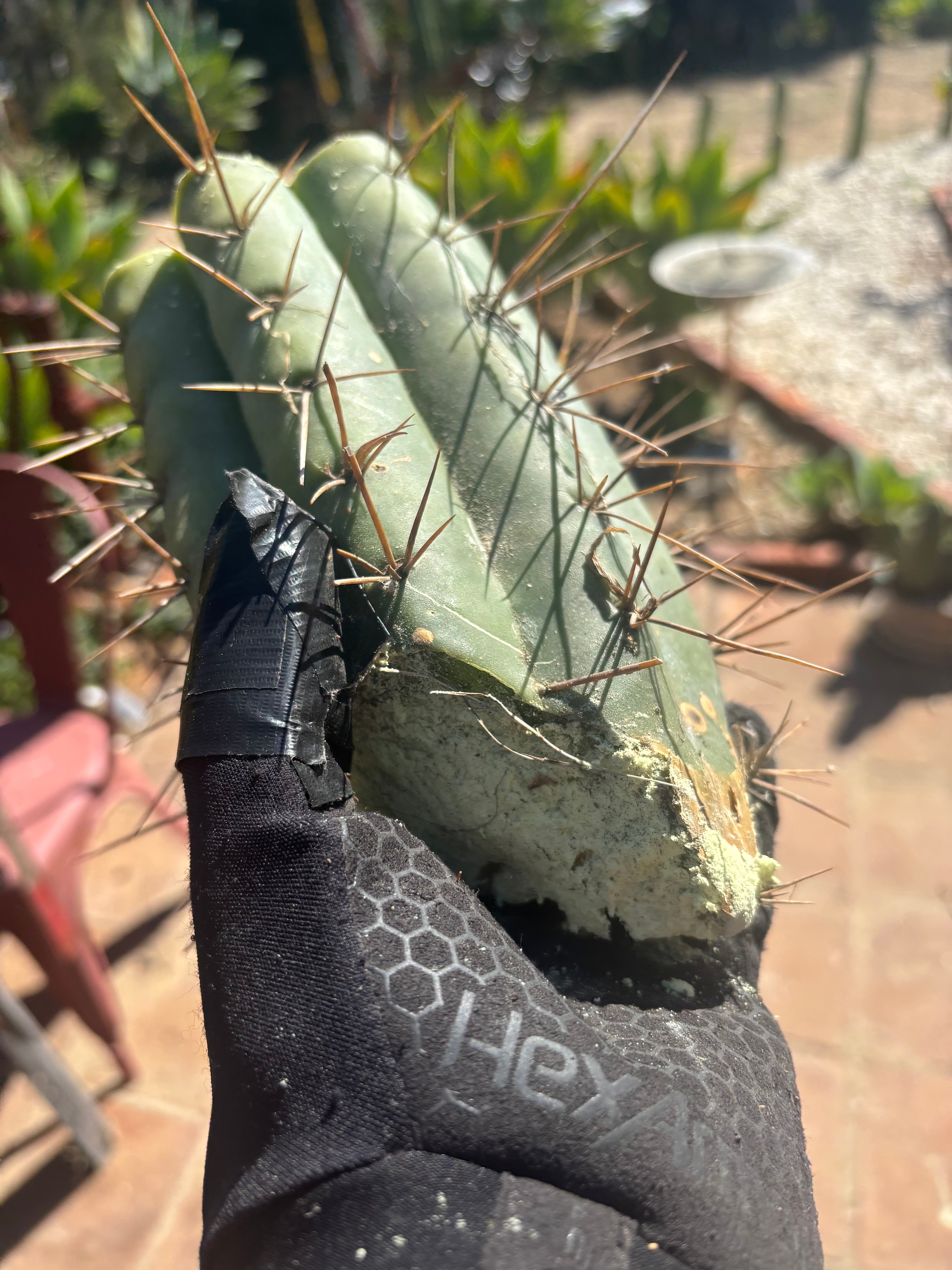 🌶️🌶️⚠️ E.R. — 9” Mega Mid