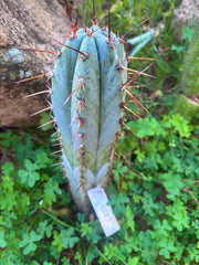 👑💎 BP03 “Pink Elephant” — 9” Tip