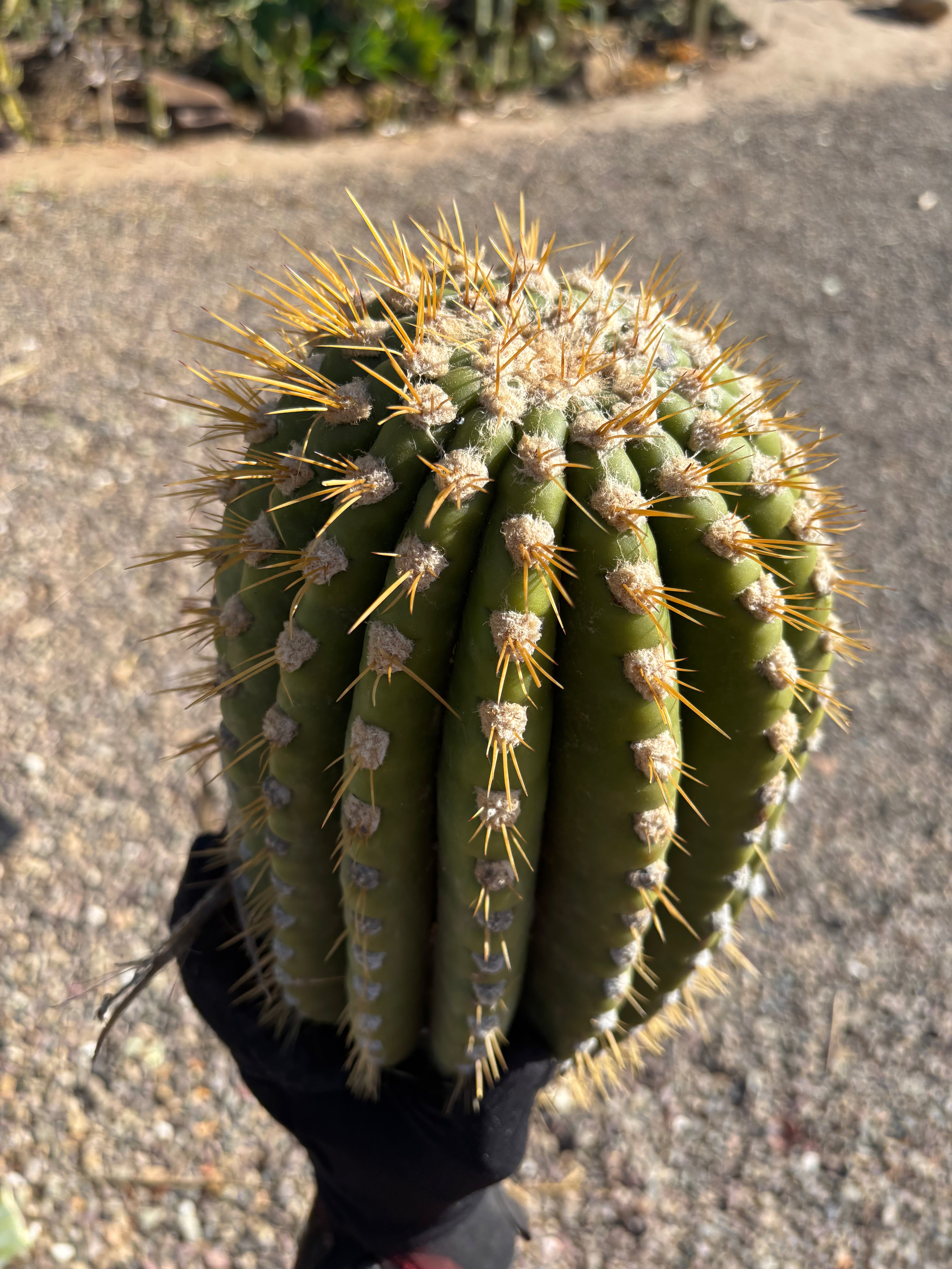 💎🐳 MASSIVE Terscheckii Watermelon