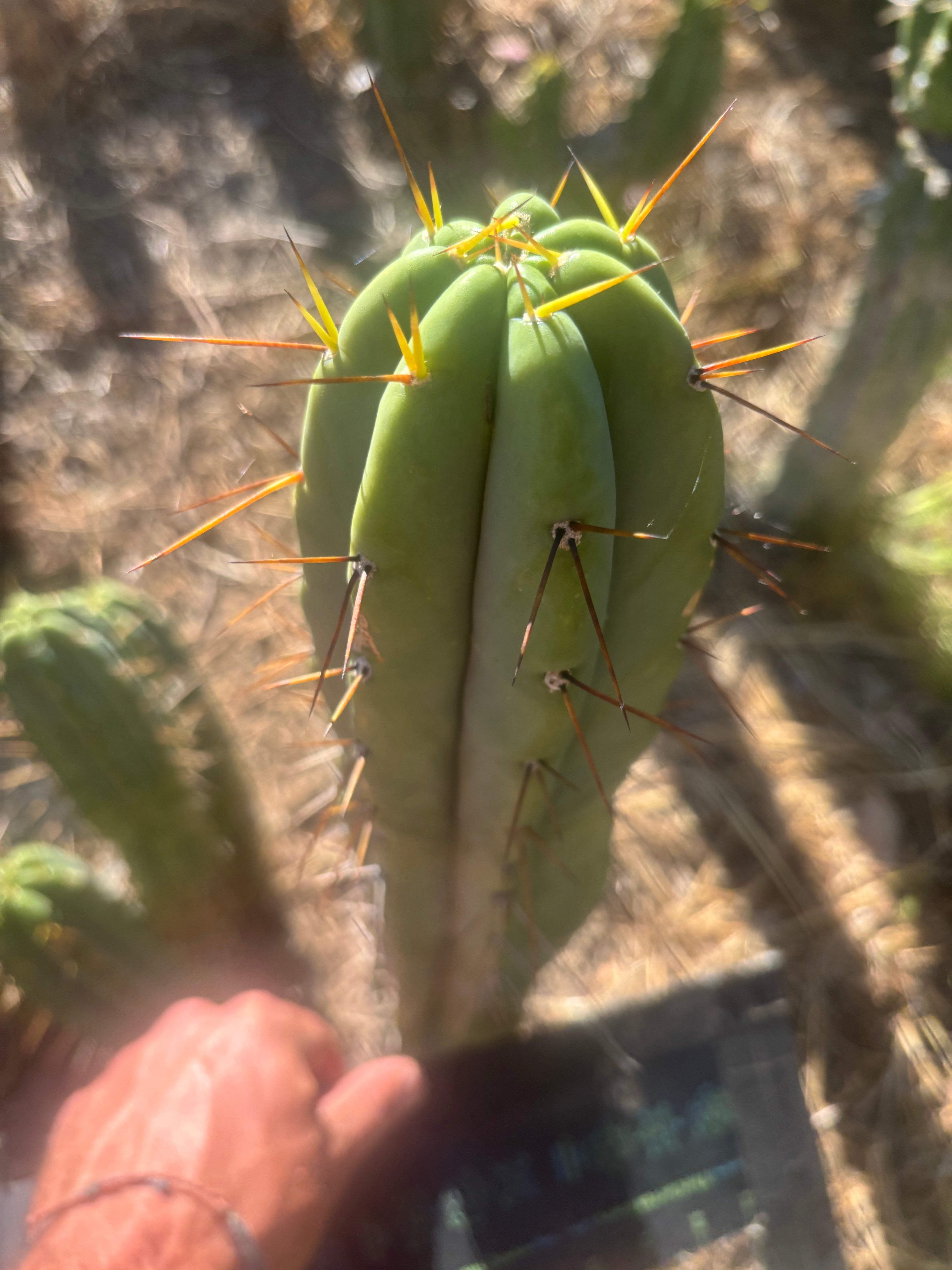 👑🌶️ CA1 Sherman — XL 14” Tip