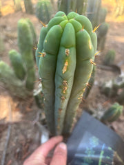 👑🌶️🌶️ Austy’s Bomb — 10” Tip