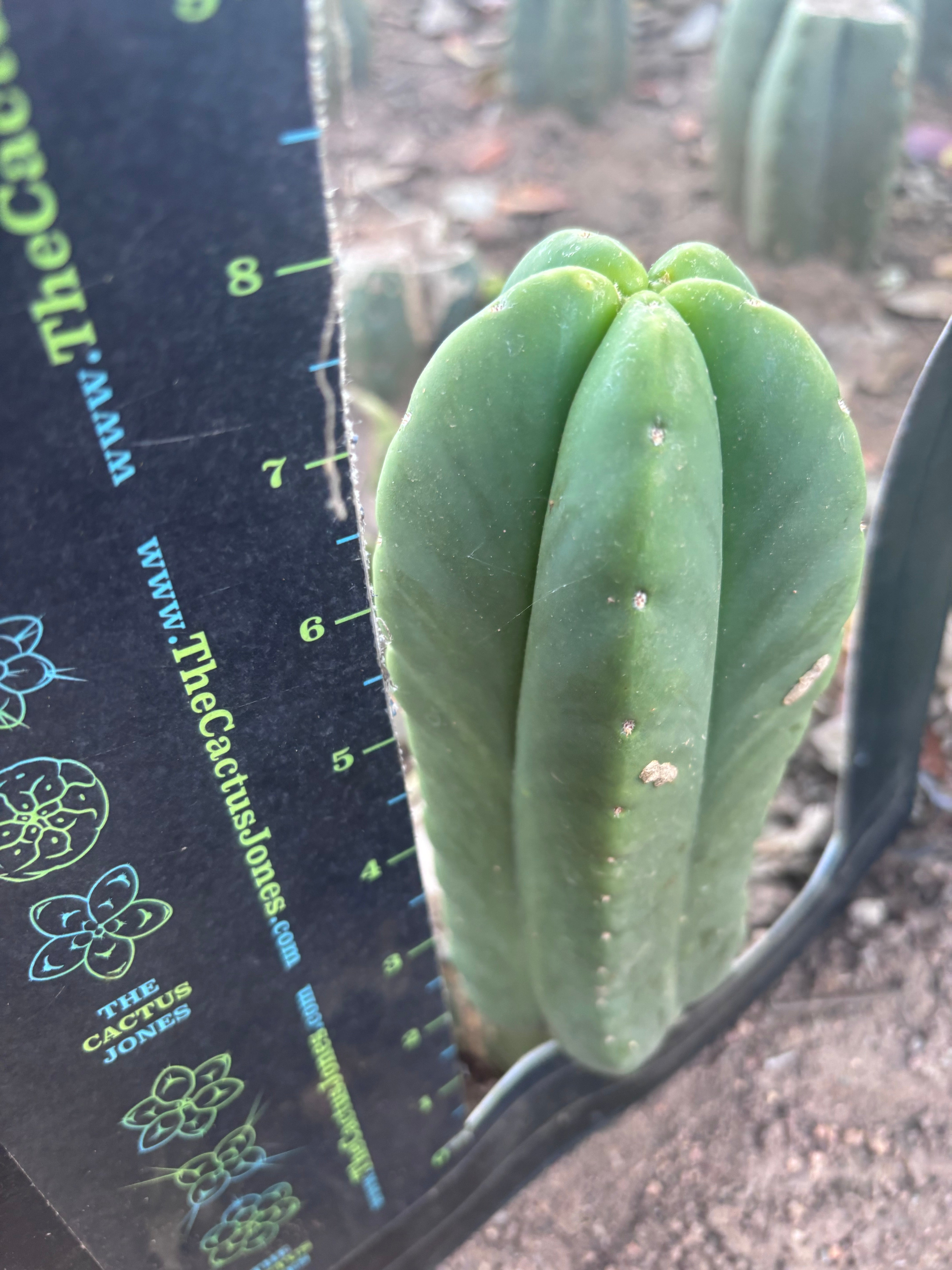 💎👑💎🌶️ Ferah! — 8” Pup