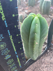💎👑💎🌶️ Ferah! — 8” Pup