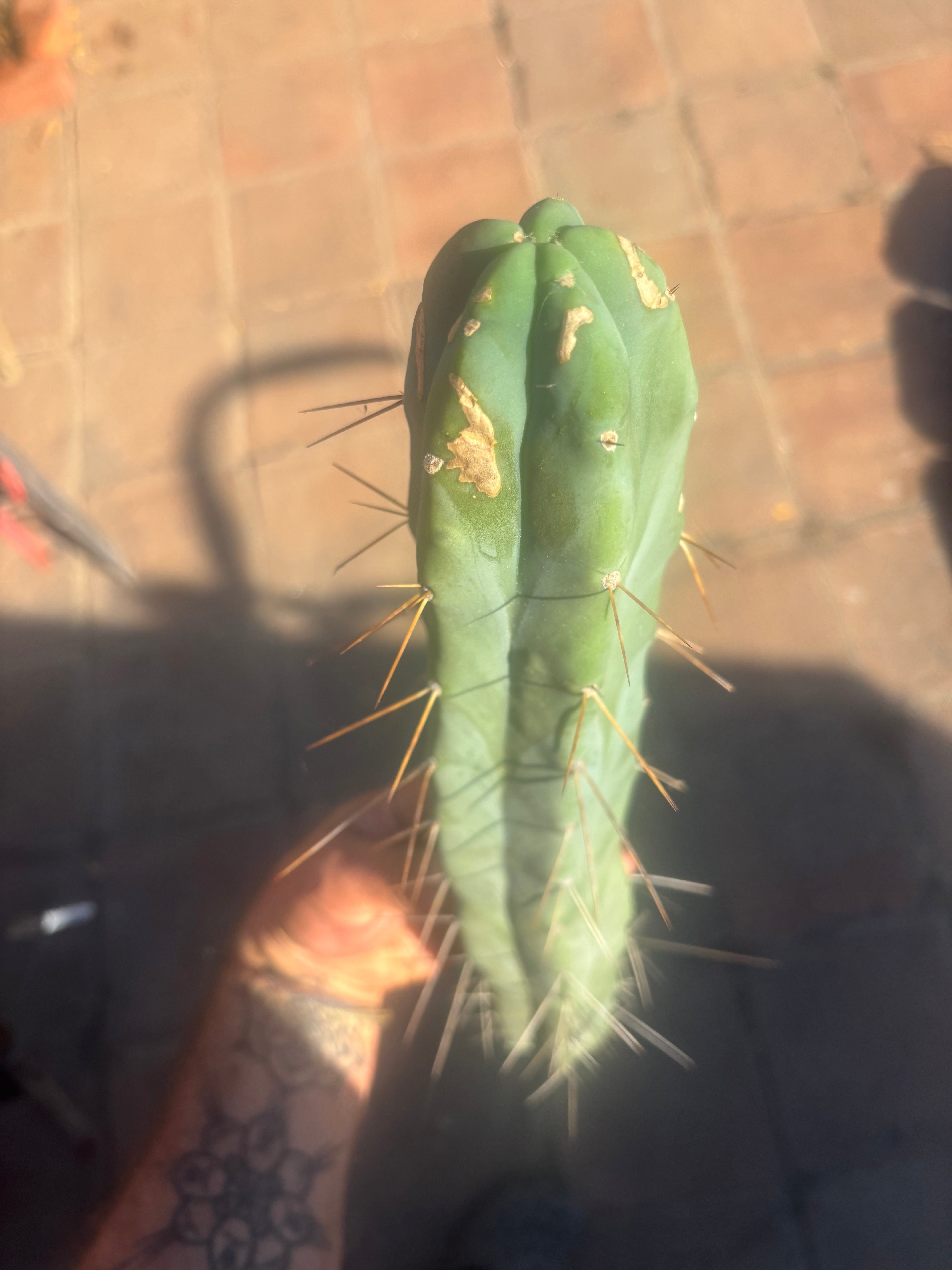 👑🌶️ Kai — 15” Tip