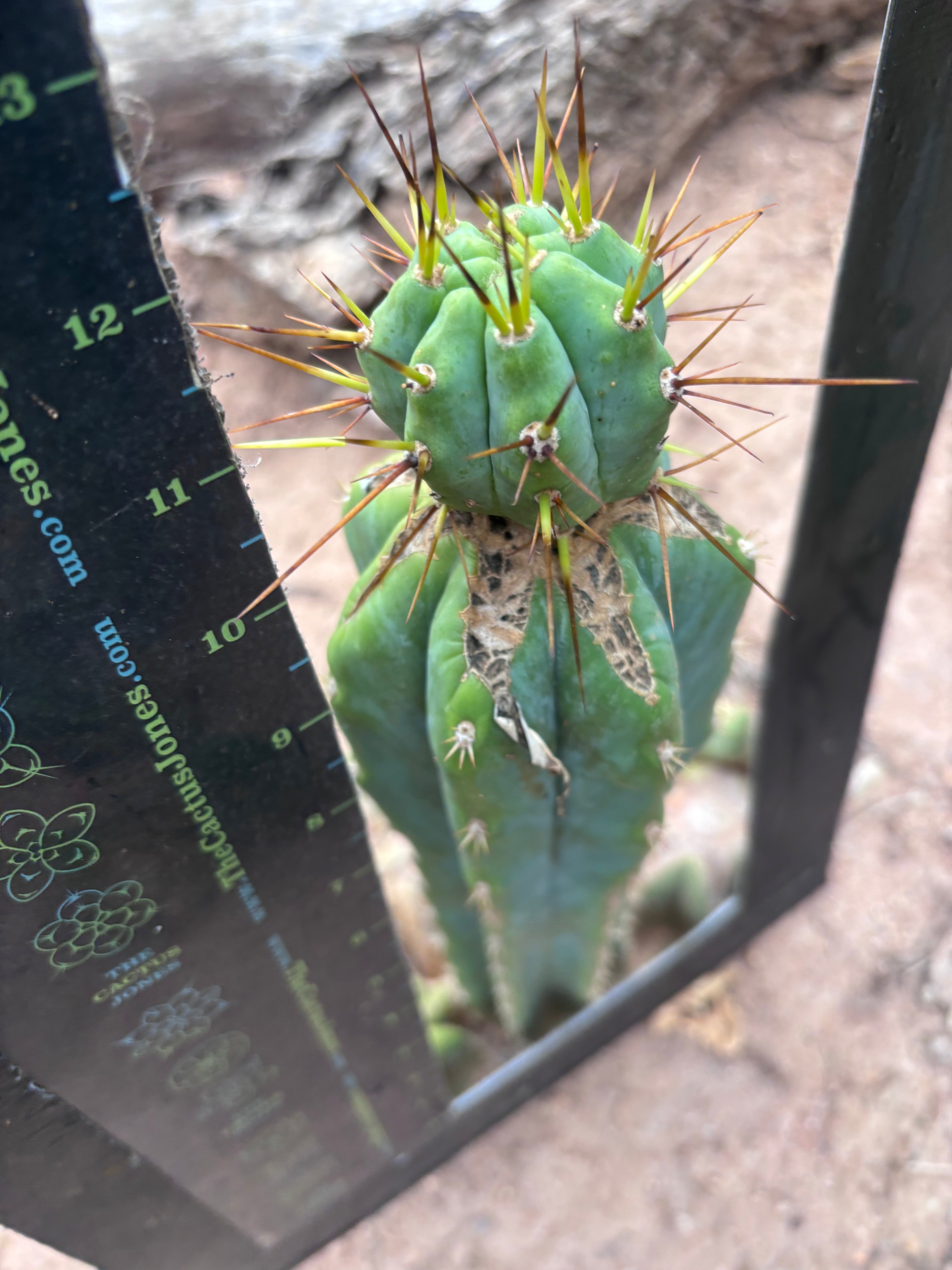👑💎🌶️  CSD — Beefy Tip Graft