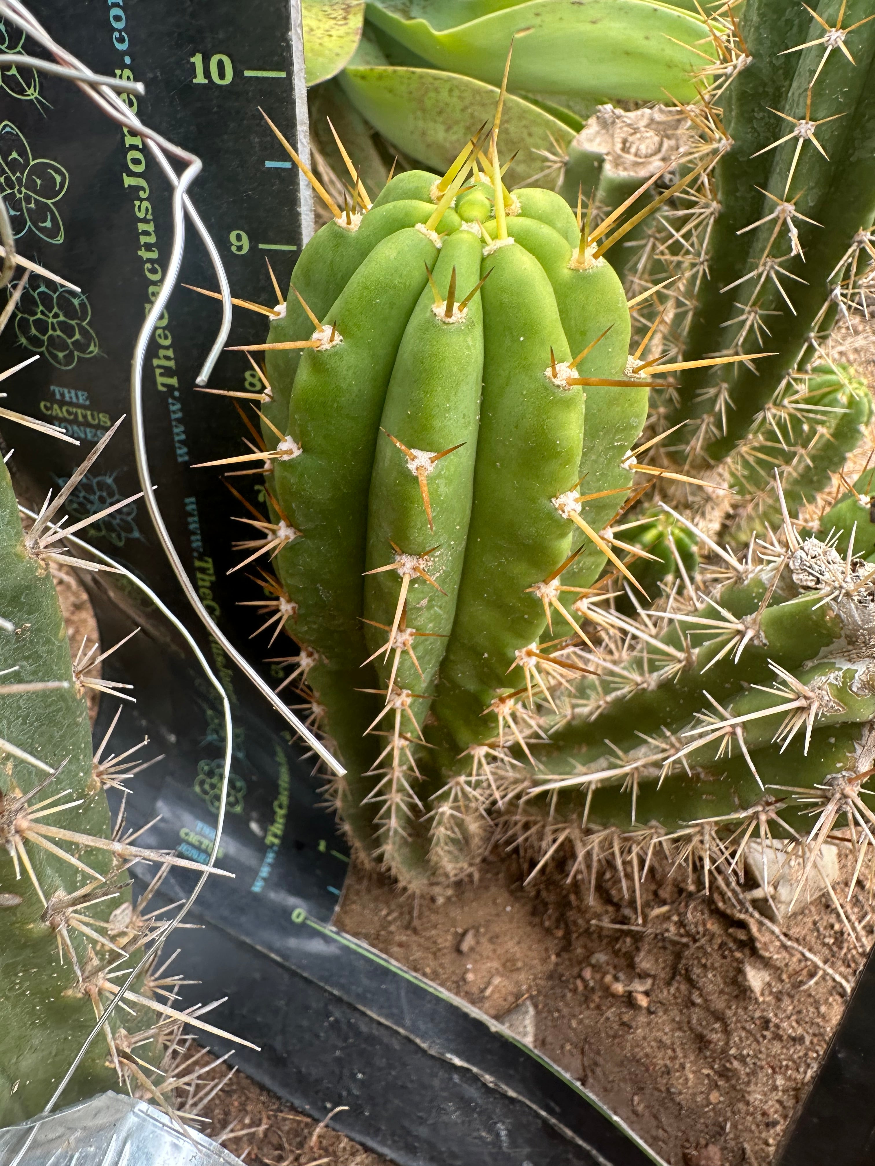👑 The Jones Pink 🌸 — 9” Pup