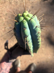 💎🌶️ NOM — XL 14” Tip