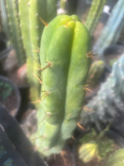 💎👑🌶️ Bruce — 9” Tip