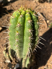 👑💎 Frankie — Fat 7” Pup