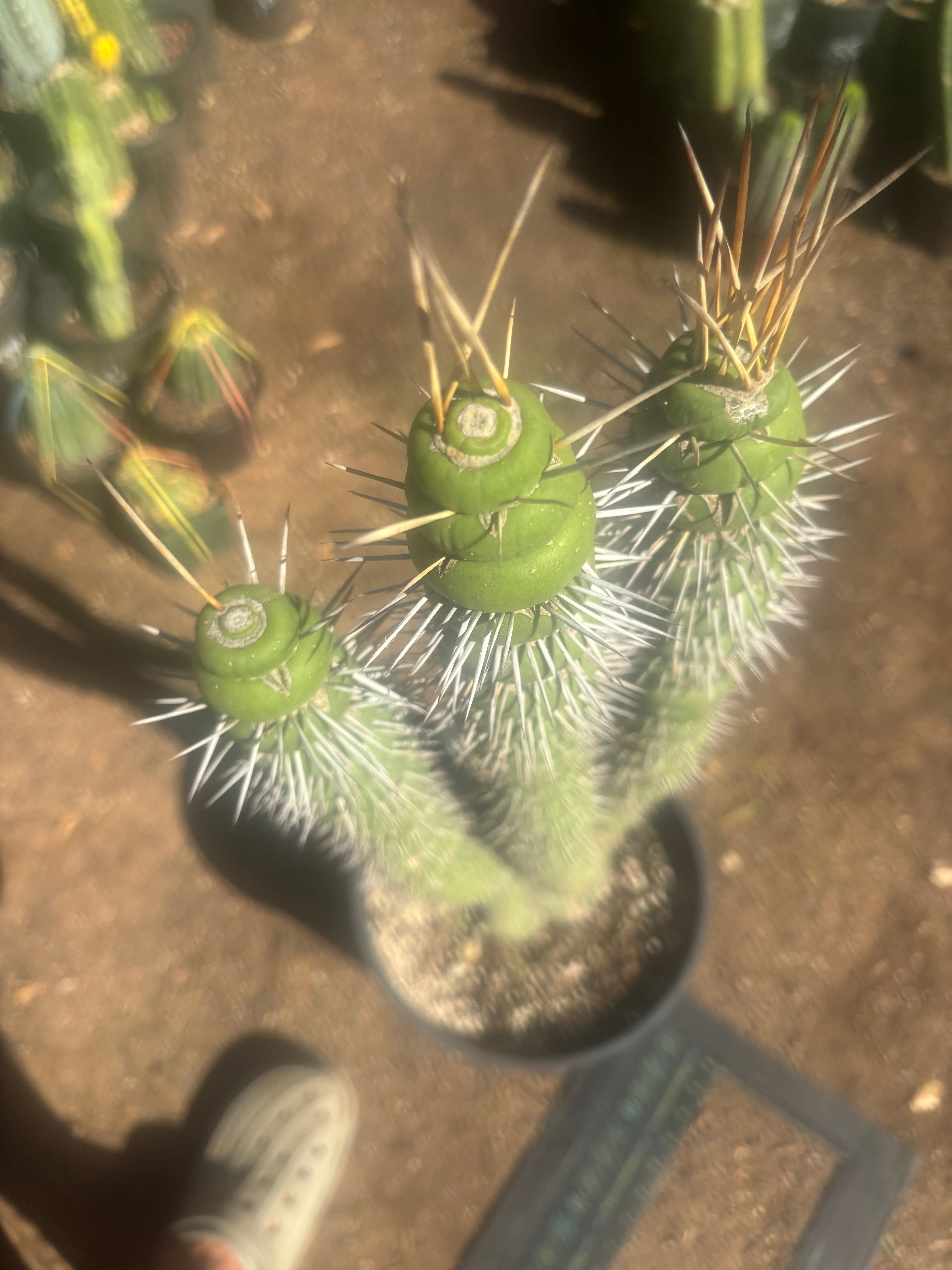 💎👑💎🦄 Varispiralis  — Stunning XL Tri-Column Rooted Showpiece
