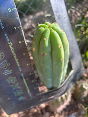 💎👑🌶️🌶️ KR04 — Another 7” Tip