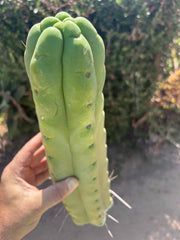 👑💎🌶️🌶️ Eileen — XL 14” Mega Tip