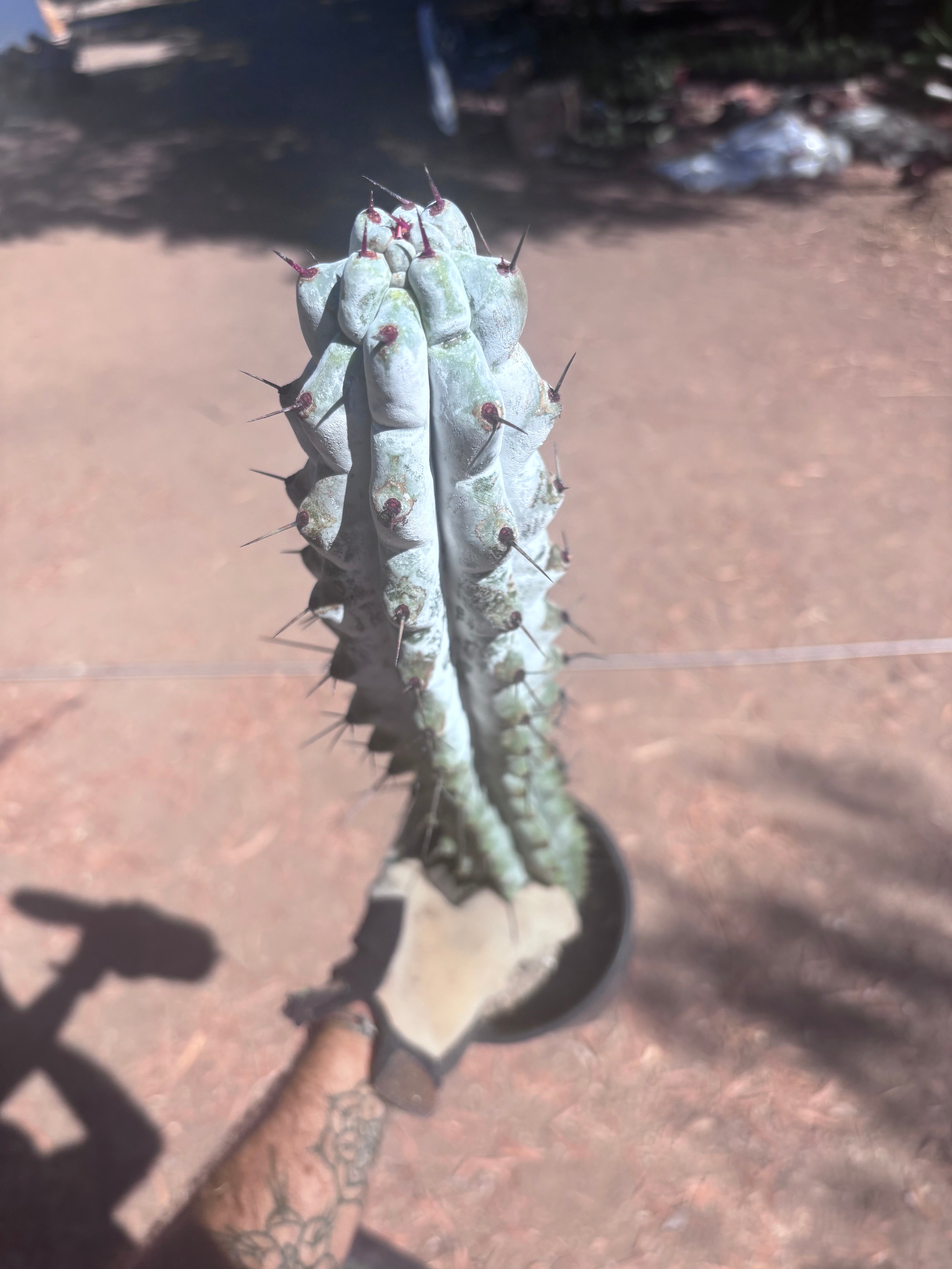 💎 Stenocereus Beneckei — XL 21” Fully Rooted